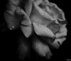 Black and white hydride tea rose with water droplets on it's petals. Svetlana Manic 282267 Unsplash!