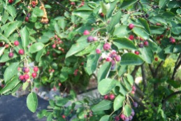 Berries on the Serviceberry Shrub