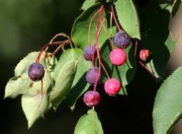 close up of berries