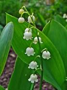 Lily of the Valley. Image from Wikipedia