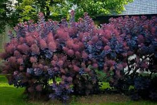 purple smokebush tendrils