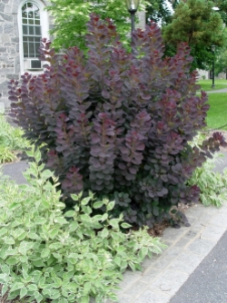 smoketree.royal_.purple