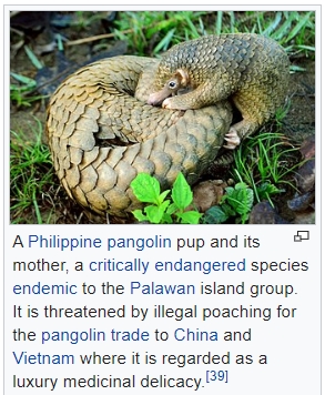 Philippine Pangolin